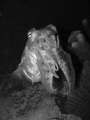   Cuttlefish taken Canon G9  